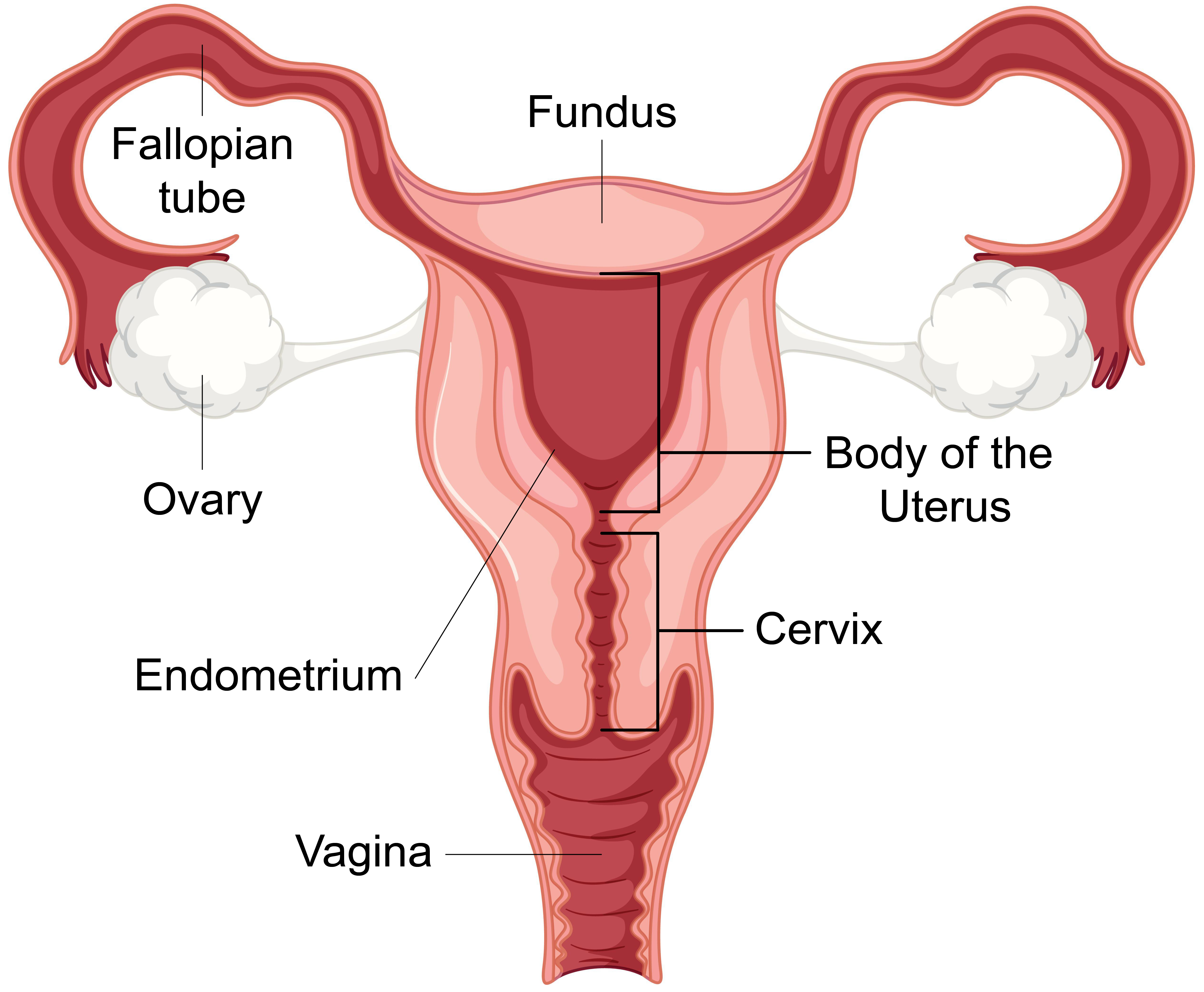 Diagram showing the female reproductive system, and the 3 main sections of the uterus are label.