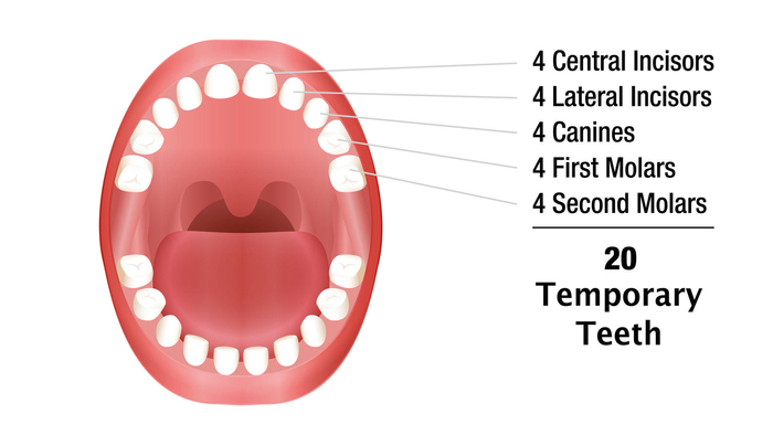 Image showing the different types of baby teeth