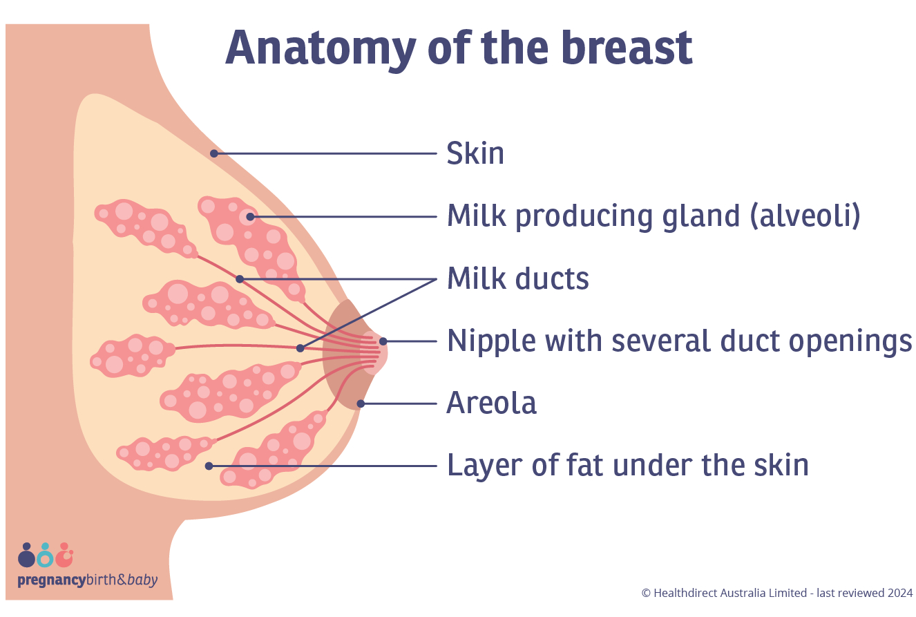 Illustration showing the structure of the breast and the anatomy that produces breastmilk.