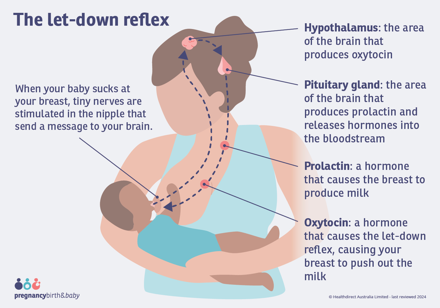 Illustration showing the flow of the let down reflex. Starting with the baby sucking the breast, which stimulates tiny nerves. This causes the brain to release hormones prolactin and oxytocin into your bloodstream.
