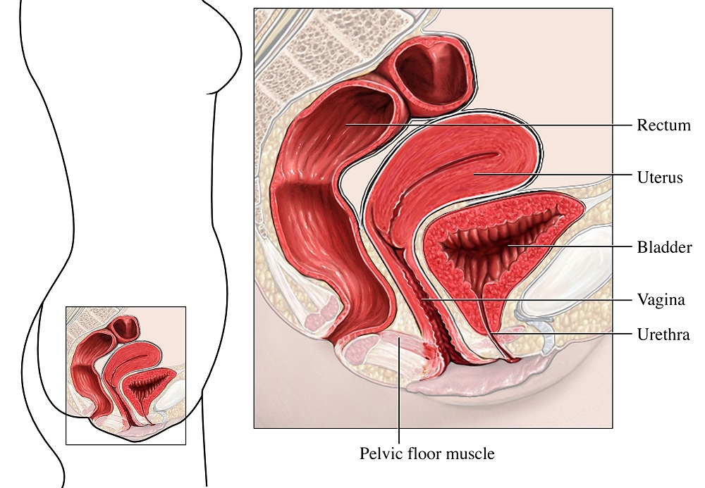 Diagram showing the female pelvic floor muscle.