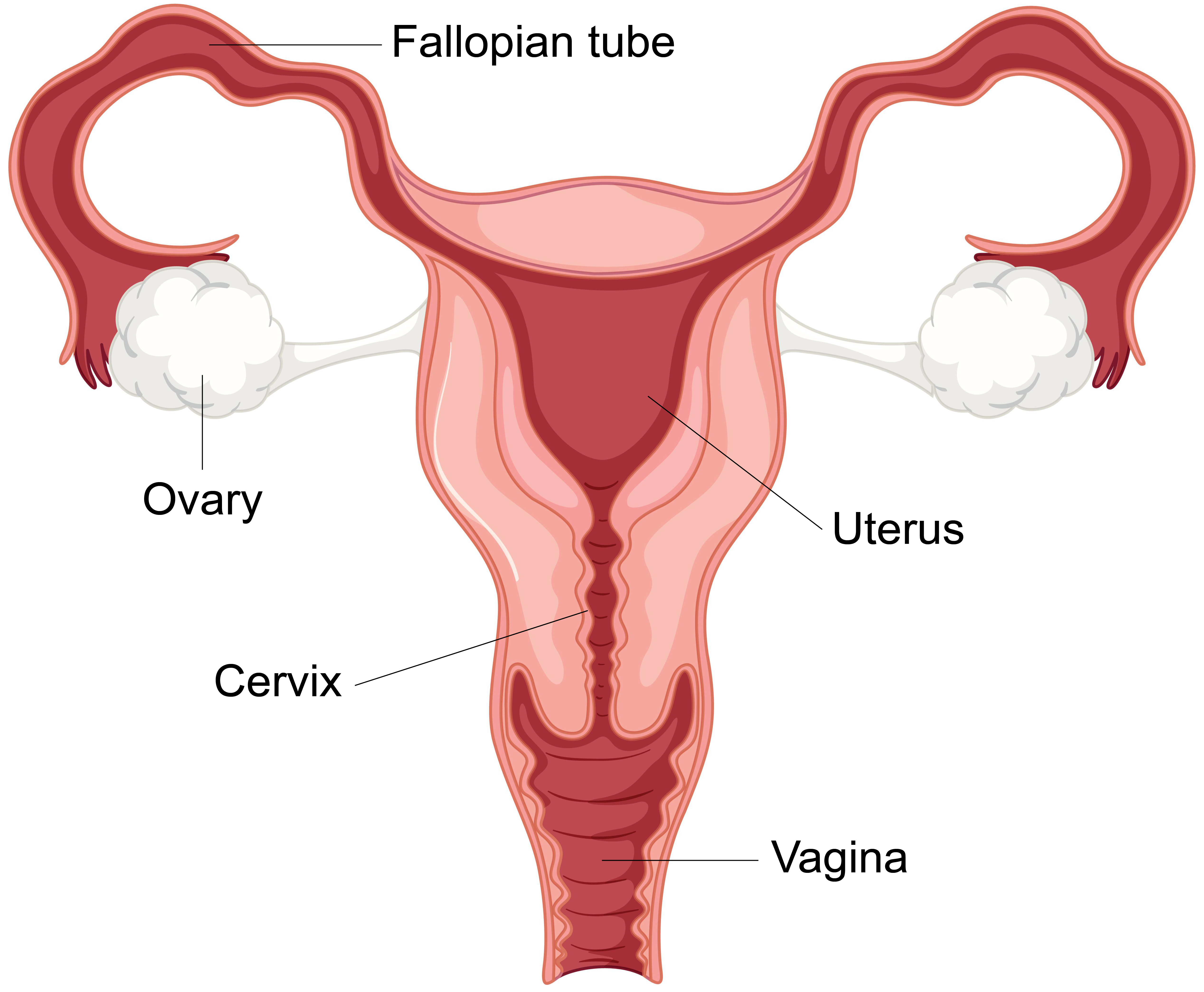 Diagram showing the female reproductive system.