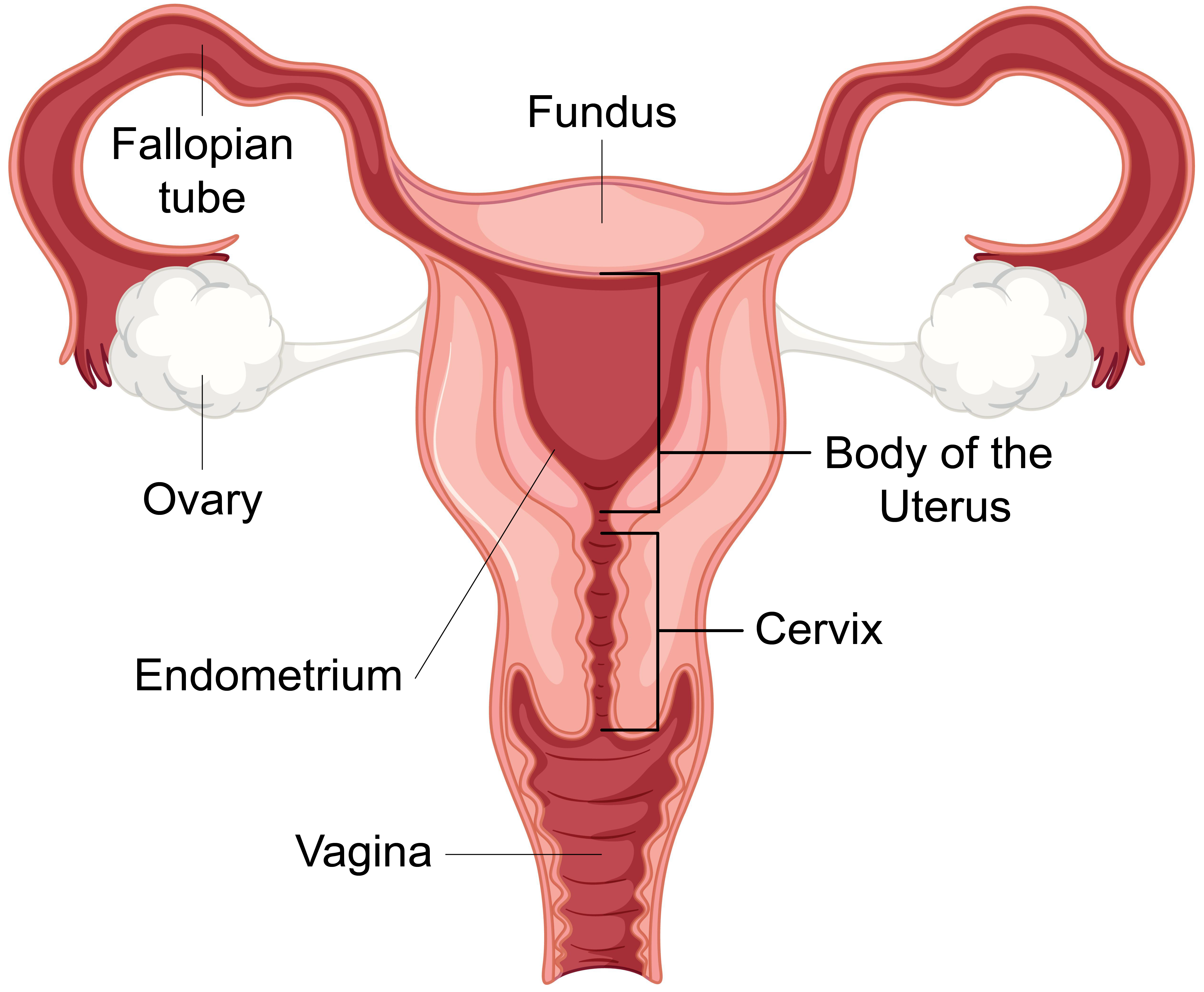 Diagram showing the female reproductive system.