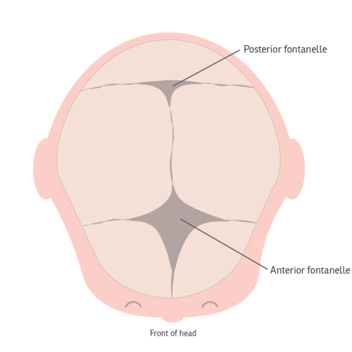 Diagram showing the fontanelles of a baby's skull.