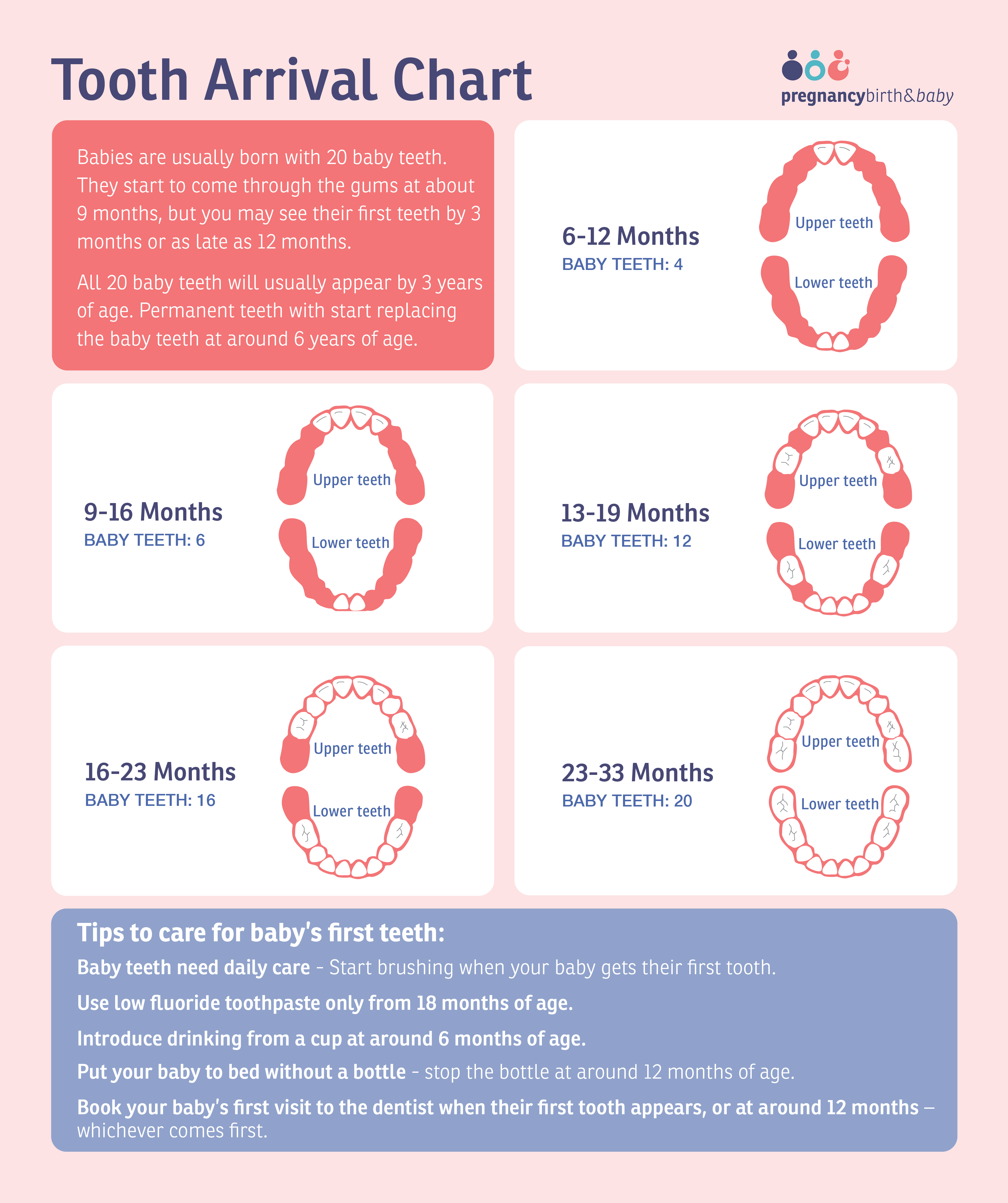 Tooth arrival chart - infographic